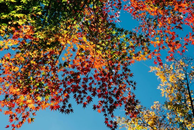 autumn leaves against blue sky