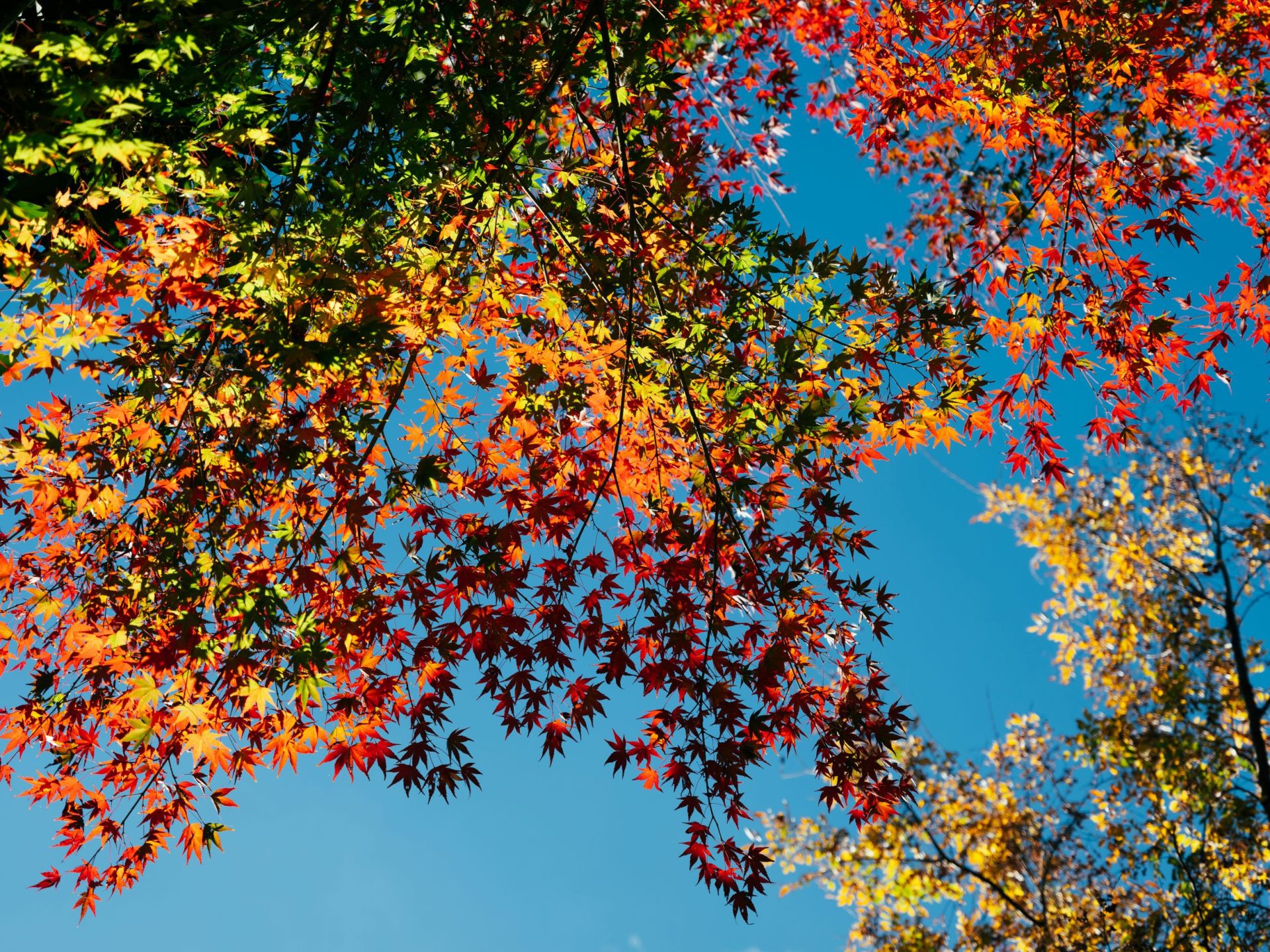 autumn leaves against blue sky